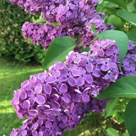 Ferienwohnung Gartenstrasse Apartment Gersfeld